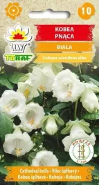 kobea-pnaca-biala-nasiona