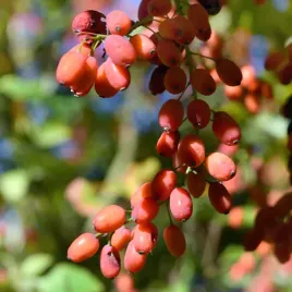 jagody-goji-kolcowoj-nasiona
