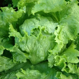 salata-lodowa-tarzan-krucha-nasiona
