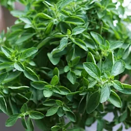 oregano-greckie-nasiona-ziol-biale-torseed