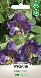 kobea-pnaca-violet-nasiona-aksamitno-fioletowa