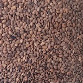 seradela-poplon-kwalifikat-c1-nasiona-1kg