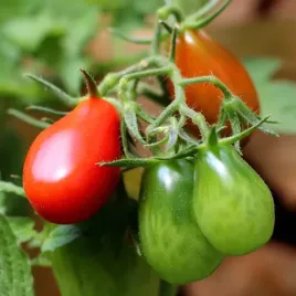 pomidor-denar-samokonczacy-nasiona-warzyw-05g