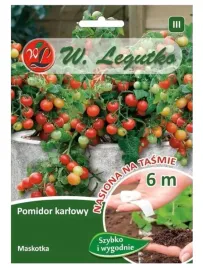 pomidor-maskotka-koktajlowy-nasiona-na-tasmie-6m