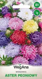 aster-peoniowy-mieszanaka-kolorow-nasiona