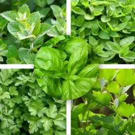 zestaw-nasion-ziol-niezle-ziolko-5-szt-do-uprawy