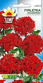 firletka-chalcedonska-czerwona-nasiona-kwiaty-05g