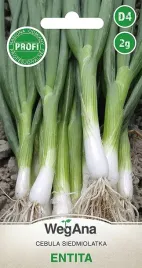 cebula-siedmiolatka-entita-nasiona-cebuli-profi-2g