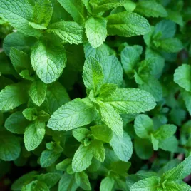 mieta-pieprzowa-nasiona-ziol-aromatyczna-01g
