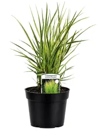 trzcinnik-ostrokwiatowy-calamagrostis-acutiflora-overdam-c4