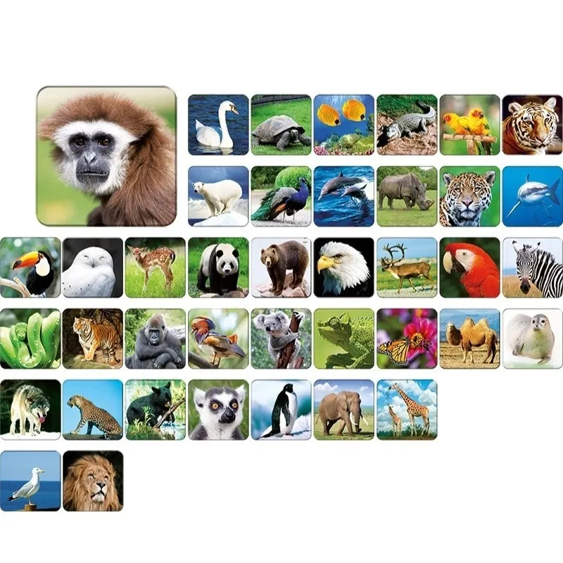 gra-memory-zoo-memo-adamigo