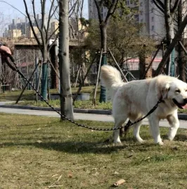 smycz-dla-duzego-psa-linka-gruba-odblaskowa-15m-er40623-5903899254972