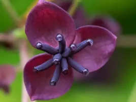akebia-quinata-czekoladowe-pnacze-40-60cm-p9
