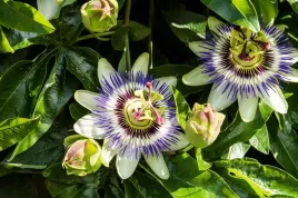 meczennica-blekitna-passiflora-kwitnace-pnacze-40-60cm-c2