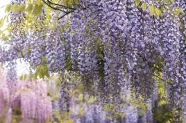wisteria-lavender-lace-lawendowa-p9