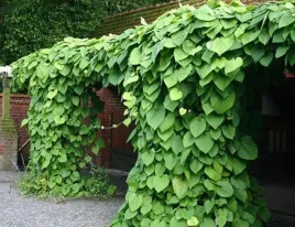 kokornak-wielkolistny-macrophylla-40-60cm-p9
