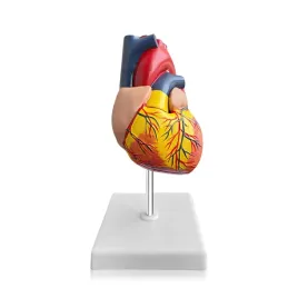 model-anatomiczny-serca-naukowy-13cm-1-1-edukacyjny-medycyna-rozkladany