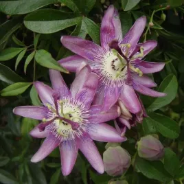 meczennica-passiflora-violacea-sadzonka-w-pojemniku-4l
