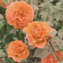 roza-pnaca-pomaranczowa