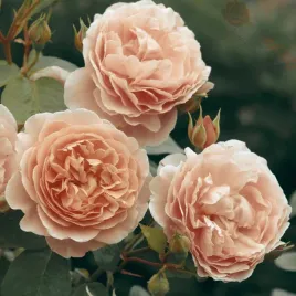 roza-rabatowa-angielska-herbaciana