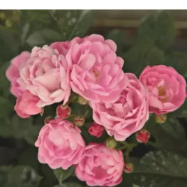 roza-polyantha-rozowa