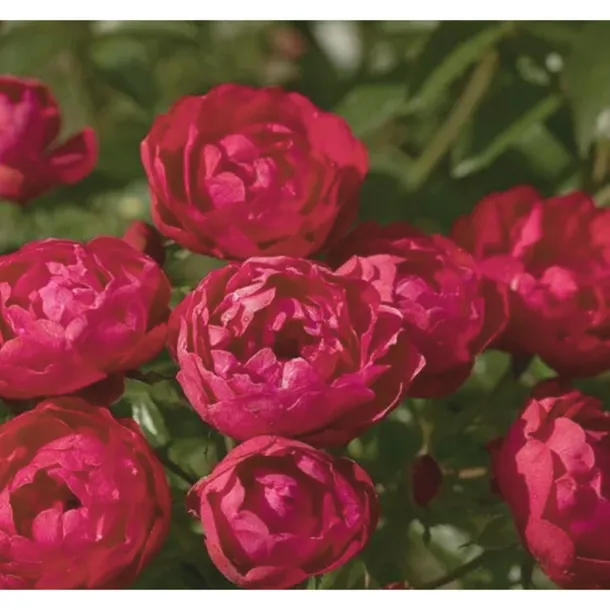 roza-polyantha-czerwona