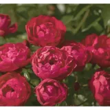 roza-polyantha-czerwona