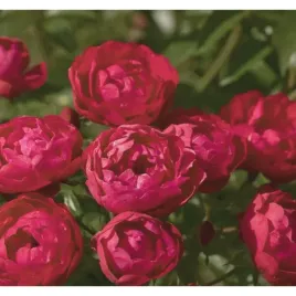 roza-polyantha-czerwona