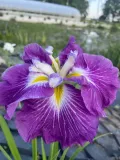 iris-ensata-dinner-plate-jell-o-irys-japonski