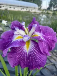 iris-ensata-dinner-plate-jell-o-irys-japonski