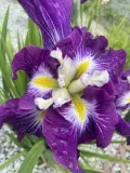 iris-ensata-dinner-plate-jell-o-irys-japonski-rodzaj-rosliny-inny