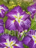 iris-ensata-dinner-plate-jell-o-irys-japonski-roslina-w-postaci-sadzonka-z-golym-korzeniem