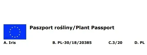 iris-ensata-dinner-plate-jell-o-irys-japonski-rodzaj-rosliny-inny