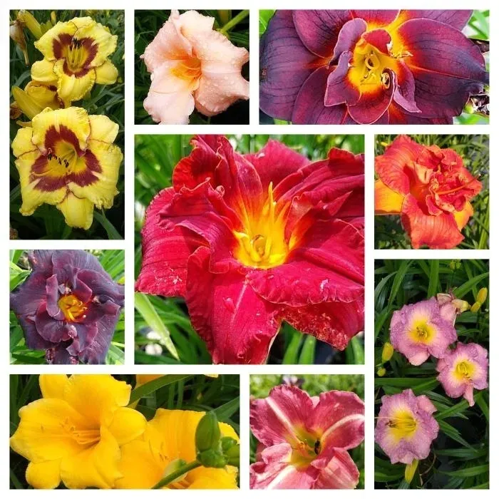 iris-ensata-dinner-plate-jell-o-irys-japonski-rodzaj-rosliny-inny