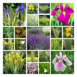 iris-ensata-dinner-plate-jell-o-irys-japonski-rodzaj-rosliny-inny-kolor-kwiatow-fioletowe-niebieskie-roznobarwne-inny-kolor