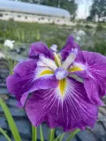 iris-ensata-dinner-plate-jell-o-irys-japonski-rodzaj-rosliny-inny-roslina-w-postaci-sadzonka-z-golym-korzeniem
