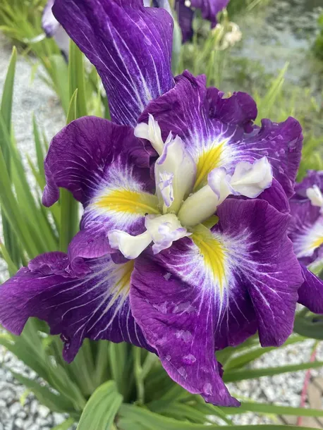 iris-ensata-dinner-plate-jell-o-irys-japonski-rodzaj-rosliny-inny-kod-producenta-wodne-rosliny-pl