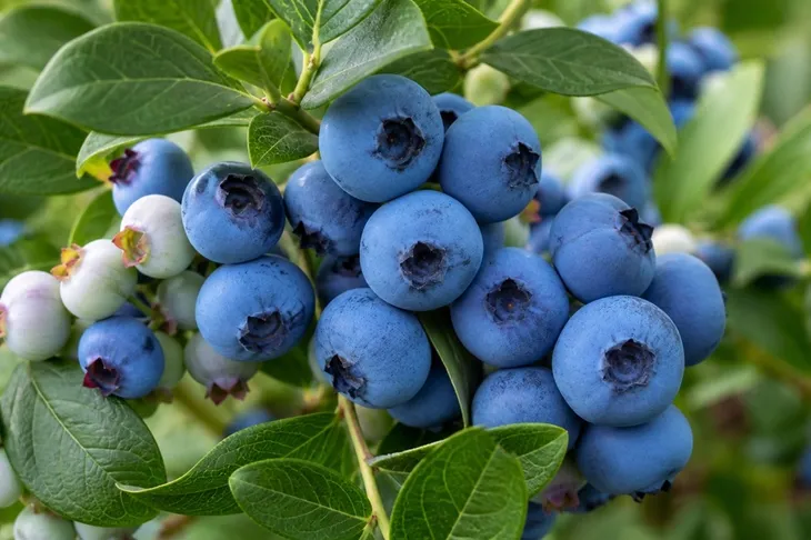 borowka-sapphire-vaccinium-rodzaj-rosliny-borowki-i-jagody