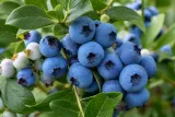 borowka-sapphire-vaccinium-rodzaj-rosliny-borowki-i-jagody