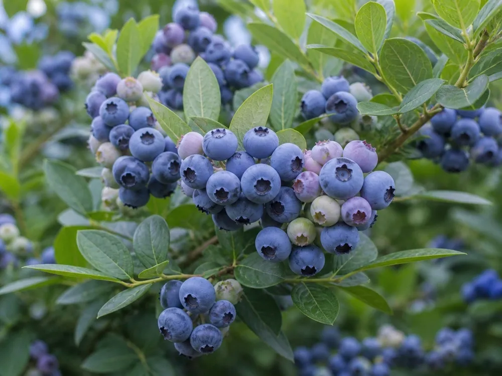 borowka-sapphire-vaccinium