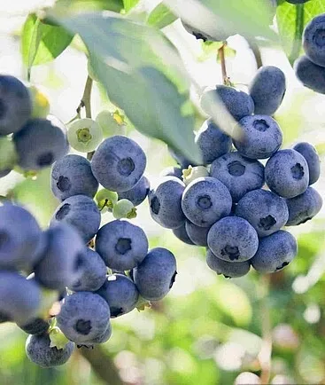 borowka-sapphire-vaccinium-producent-greenflora