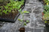borowka-sapphire-vaccinium-nazwa-lacinska-inna