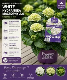 hortensja-ogrodowa-biala-elegancja-i-klasyka-w-twoim-ogrodzie
