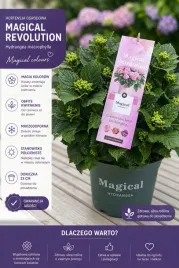 hortensja-magical-revolution-magia-kolorow-w-twoim-ogrodzie