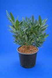 laurowisnia-otto-luyken-3l-or-30-50-cm-or-idealna-na-zimozielony-zywoplot