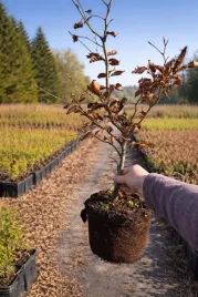 buk-purpurowy-sadzonki-na-zywoplot-fagus-sylvatica-purpurea-w-doniczce