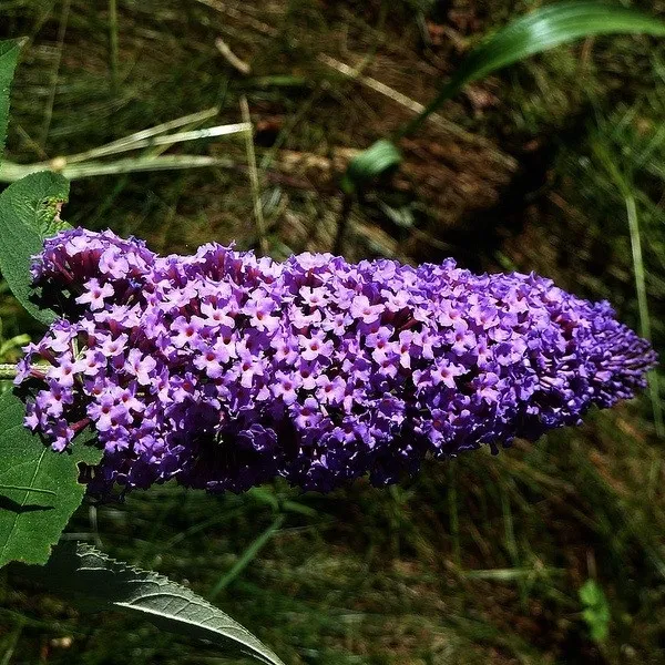 budleja-purple-prince-w-p9-c1
