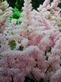 tawulka-arendsa-peach-blossom-na-cienisty-skalniak