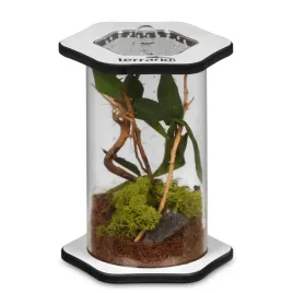 terrarium-akrylowe-dla-owadow-pajakow-patyczakterrario-spiders-tube-tall100