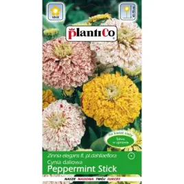 cynia-wytworna-daliowa-peppermint-stick-nasiona-1-g-plantico